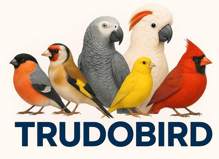 Lijst van vogels op voorraad, Dieren en Toebehoren, Vogels | Overige Vogels, Wildzangvogel, Meerdere dieren, Geringd