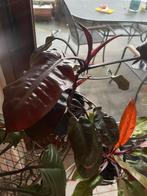 Philodendron allerlei, Tuin en Terras, Planten | Tuinplanten, Ophalen
