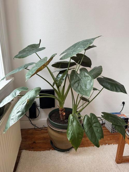 Alocasia wentii of olifantsoor kamerplant, Huis en Inrichting, Kamerplanten, Overige soorten, 100 tot 150 cm, Groene kamerplant