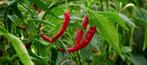 BIO verse chilipepers, Ophalen