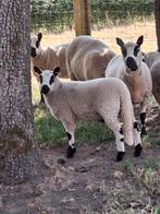Kerrie Hill ooilam, Dieren en Toebehoren