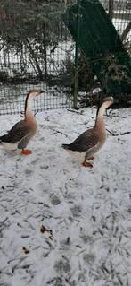 Oies mulets Koppek 3/2025, Animaux & Accessoires, Plusieurs animaux, Oie ou Cygne