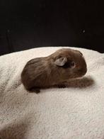 Slate tan beertje, Mâle, Domestique, Janvier, Cobaye