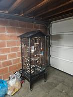 Grasparkieten met kooi, Plusieurs animaux, Perruche, Bagué