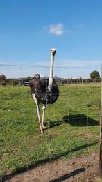Struisvogel Kuikens, Dieren en Toebehoren