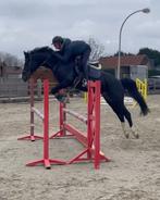 Springpaard quinault veelbelovende hengst met topafstamming., Dieren en Toebehoren, Paarden, Springpaard, Gechipt, Niet van toepassing