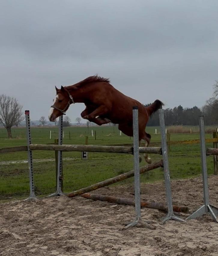 Jonge pony hengst, Dieren en Toebehoren, Pony's, Hengst, Onbeleerd, D pony (1.37m tot 1.48m), Springpony, 3 tot 6 jaar, Met stamboom