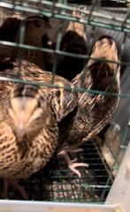 Caille 30 lot 50€, Dieren en Toebehoren