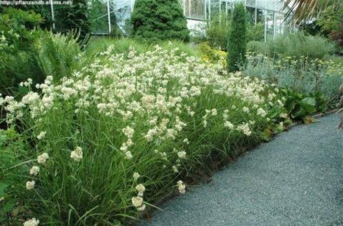 Luzula nivea of sneeuwwitte veldsbies, Tuin en Terras, Planten | Tuinplanten, Vaste plant, Siergrassen, Ophalen