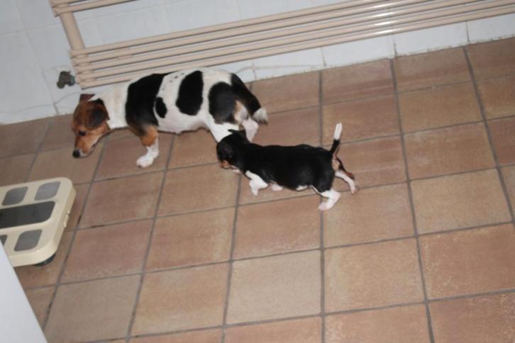 JACK RUSSELL PUPS, Dieren en Toebehoren, Honden | Jack Russells en Terriërs, Fokker | Hobbymatig, Meerdere, België, 8 tot 15 weken
