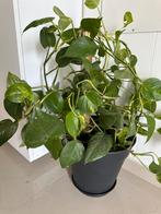 Kamerpant, Enlèvement ou Envoi