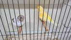 Kanaries, Dieren en Toebehoren, Vogels | Kanaries