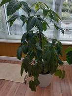 Schefflera Amate / grote kamerplant 140cm, Ophalen