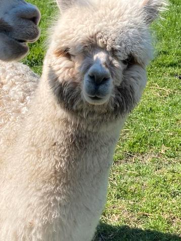 Alpaca hengstje