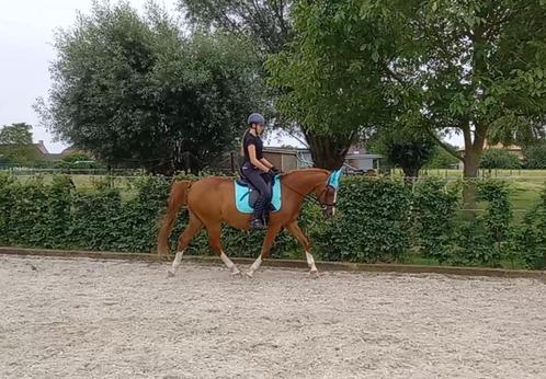 D pony - knappe dressuur ruin, Animaux & Accessoires, Poneys, Hongre, Poney D (1.37 m à 1.48m), Poney de dressage, 11 ans ou plus