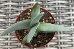 Crassula Falcata, Plante succulente, Envoi, Moins de 100 cm
