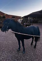 Brave shetland hengst 2017, Dieren en Toebehoren, Hengst