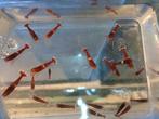 Red ruby en red ruby extreme garnalen, caridina, Dieren en Toebehoren