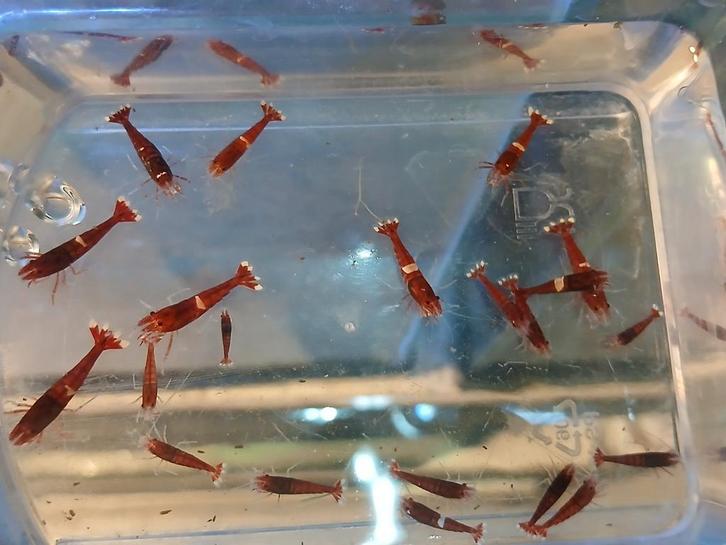 Red ruby en red ruby extreme garnalen, caridina, Dieren en Toebehoren, Insecten en Spinnen