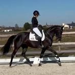 Prachtige Top Allround Merrie, Dieren en Toebehoren, Paarden, Merrie, L, 160 tot 165 cm, Ontwormd