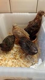 Japanse kwartels Jumbo's, Dieren en Toebehoren, Pluimvee