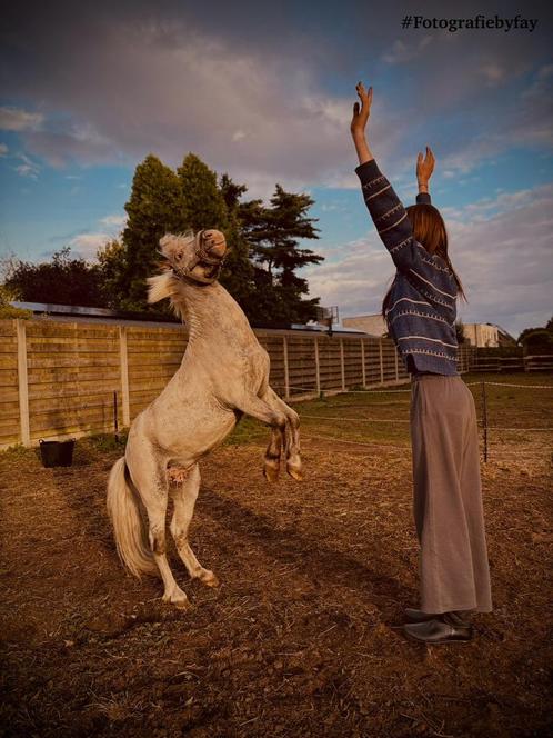 Verzorgpony aangeboden️, Dieren en Toebehoren, Pony's