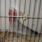 Rosé kaketoe, Dieren en Toebehoren, Vogels | Parkieten en Papegaaien, Geringd