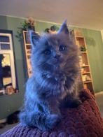 Maine Coon kitten met stamboom, Dieren en Toebehoren, Kater, Gechipt, 0 tot 2 jaar