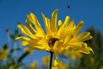 Lorem ipsum dolor sit amet, consectetur adipiscing elit, sed, Ophalen of Verzenden, Compact