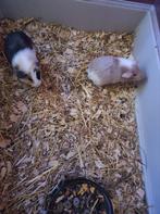 Jonge caviatjes zeugjes (zusjes) lees beschrijving, Dieren en Toebehoren, December, Vrouwelijk, Cavia