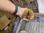 Cavia, Dieren en Toebehoren, Meerdere dieren, Cavia, Tam