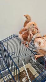 Leeftijd 45 dagen 4 kuikens, Dieren en Toebehoren