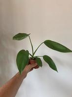 Epipremnum giganteum, Ophalen