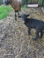 Kameroen schapen, Dieren en Toebehoren, Schapen, Geiten en Varkens, Vrouwelijk, Schaap, 0 tot 2 jaar
