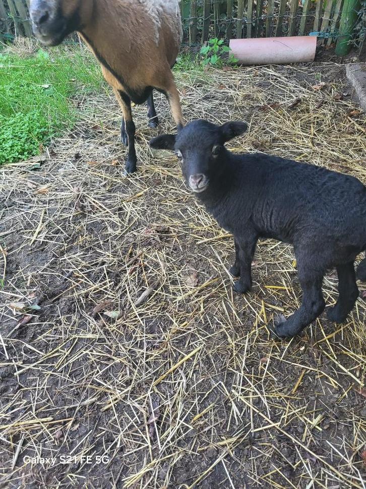 Kameroen schapen, Dieren en Toebehoren, Schapen, Geiten en Varkens, Schaap, Vrouwelijk, 0 tot 2 jaar