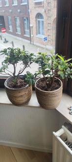2 Japanse bonsai, Enlèvement ou Envoi, Bonsai