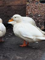 Witte eenden, Mâle, Canard