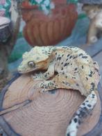 Vrouwelijke kuifgekko, Hagedis, Met terrarium, 0 tot 2 jaar