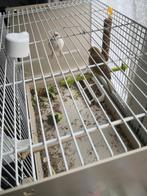 Couple et mâles Canaries