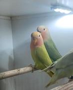 4 Roseicollis 2025, Dieren en Toebehoren, Vogels | Parkieten en Papegaaien, Geslacht onbekend, Dwergpapegaai of Agapornis, Geringd