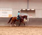 Dressuurpaard/Wandelpaard te koop!, Dieren en Toebehoren, Gechipt, Ruin, Dressuurpaard, 3 tot 6 jaar