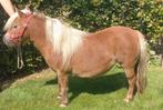 Drachtige Merrie NSPS, Dieren en Toebehoren