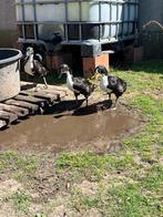 Indische loopeend, Dieren en Toebehoren, Mannelijk, Eend