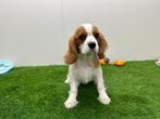 Chiots Cavalier King Charles Spaniel