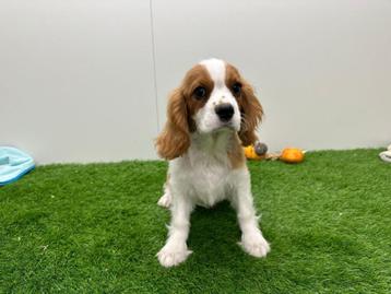 Chiots Cavalier King Charles Spaniel, Chien (mâle), Parvovirose, Belgique, Plusieurs