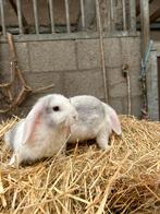 2 bonte hangoor konijnen, Dieren en Toebehoren, Konijnen, Hangoor