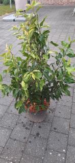 Mooie portugeese lauriers, Tuin en Terras, Planten | Struiken en Hagen, Ophalen