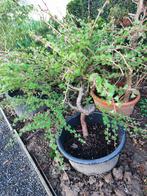 bonsai startplant larix, En pot, Plein soleil, Enlèvement, Moins de 100 cm