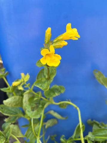 Gele Maskerbloem ( Mimulus guttatus). Oeverplant/vijverpllan beschikbaar voor biedingen