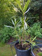 Oleander 120cm hoog, Tuin en Terras, Ophalen